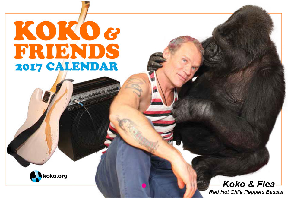 Koko-Love