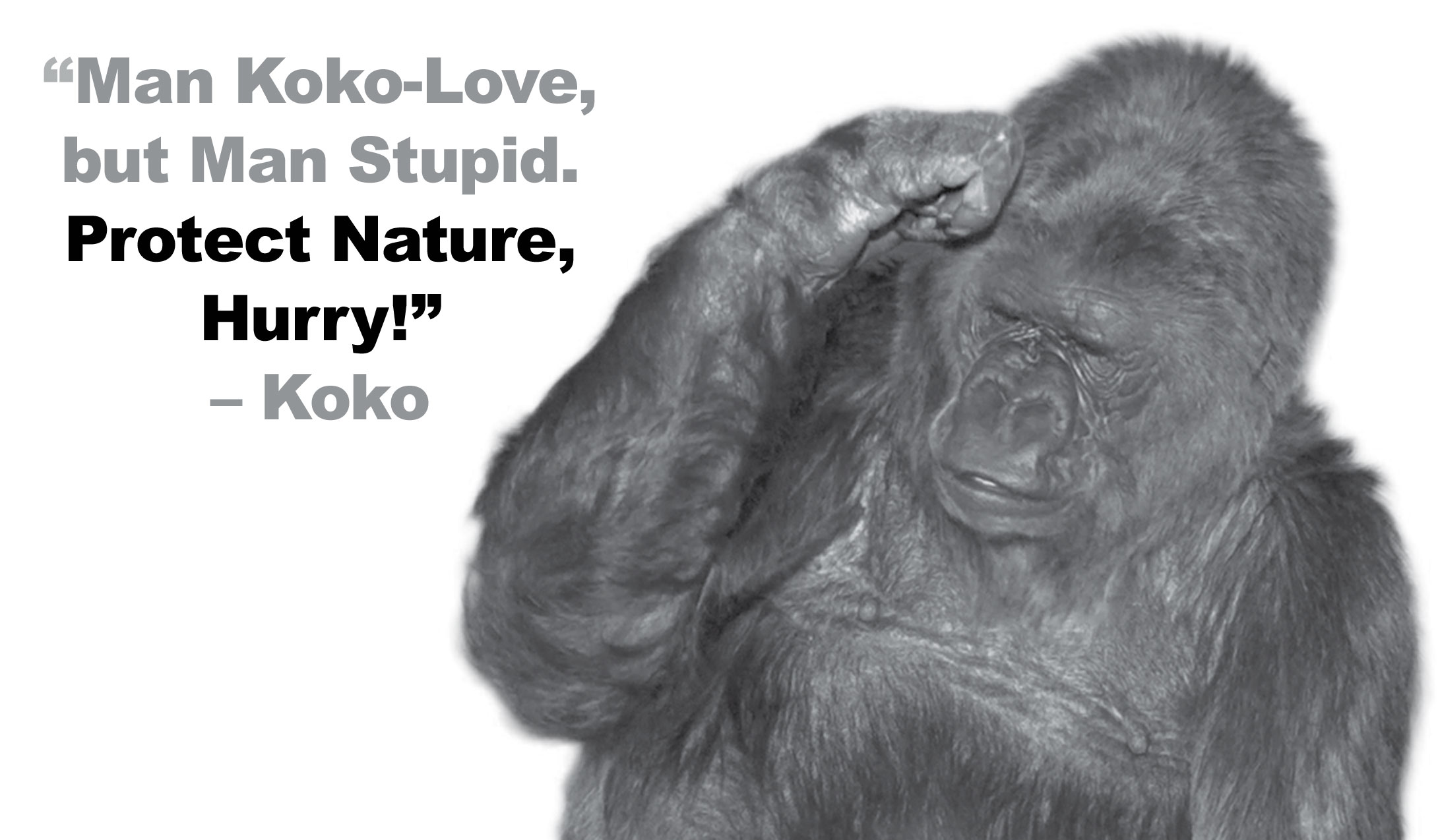 Man Koko-Love