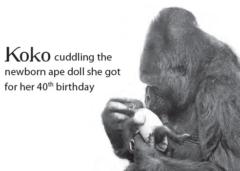 Koko Cuddles Ape Doll