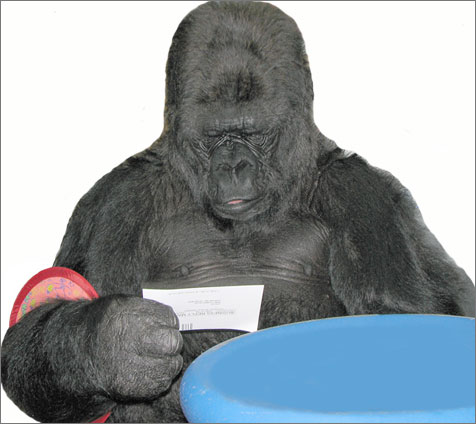 Koko reads cards