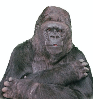 Koko signs Love