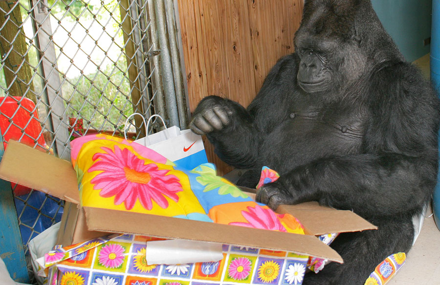 Koko and presents