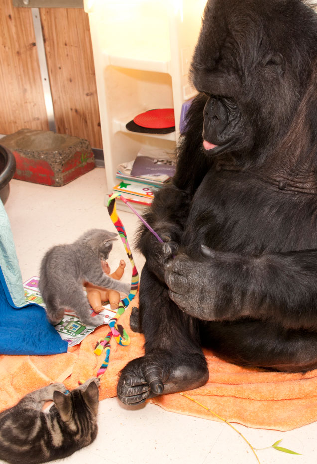 Koko plays with her kittens