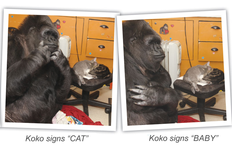 Koko and presents