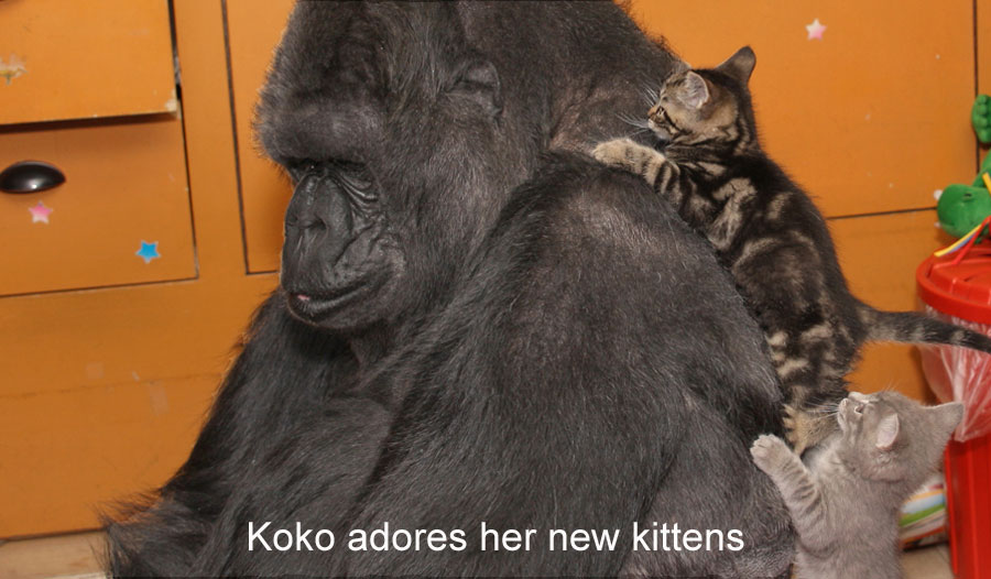 Koko signs CAT