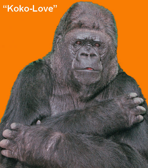 Koko-Love
