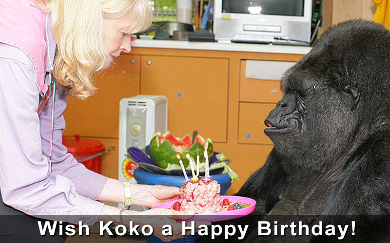 Man Koko-Love