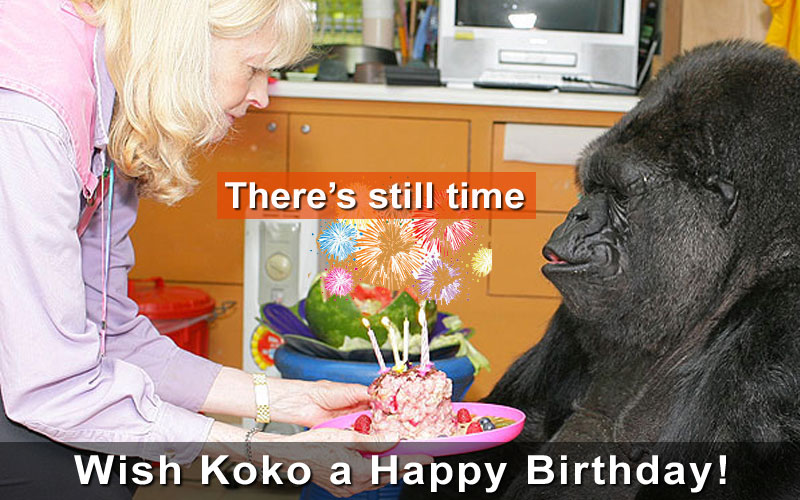 Man Koko-Love