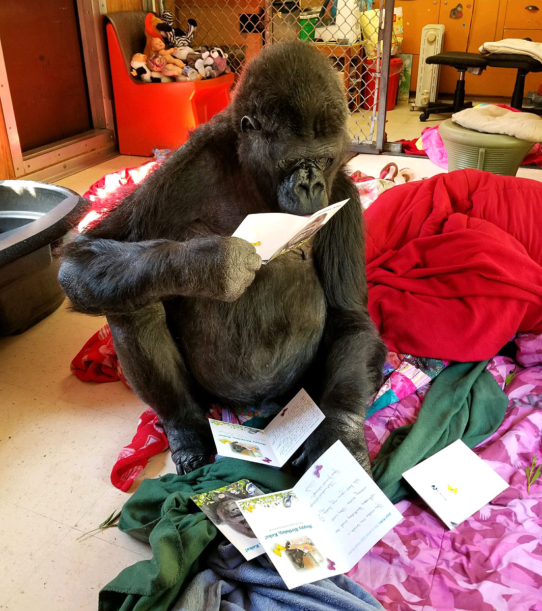 Koko Reads Cards