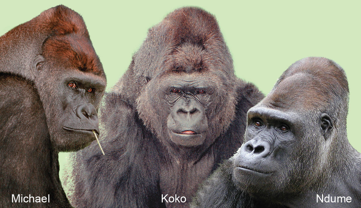Man Koko-Love