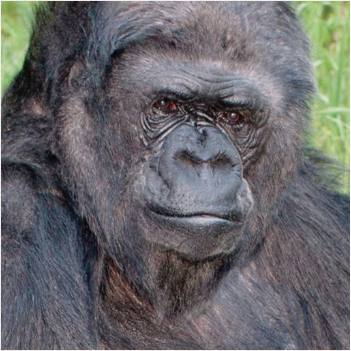 koko