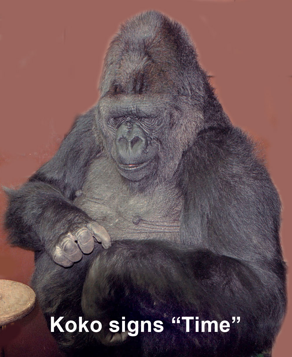 Koko signs TIME