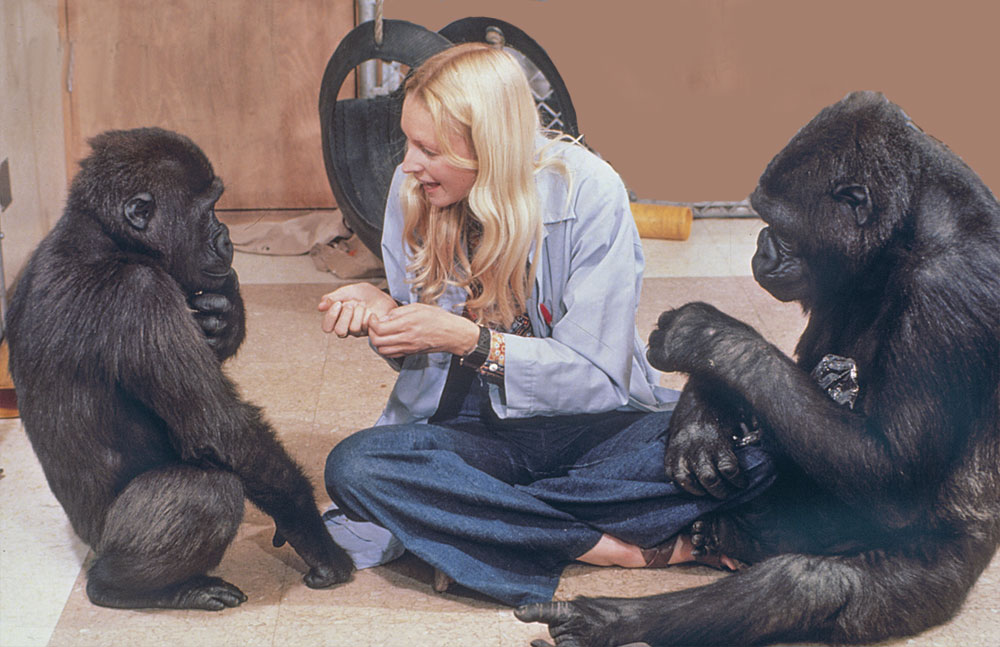 Koko gives Penny a flower