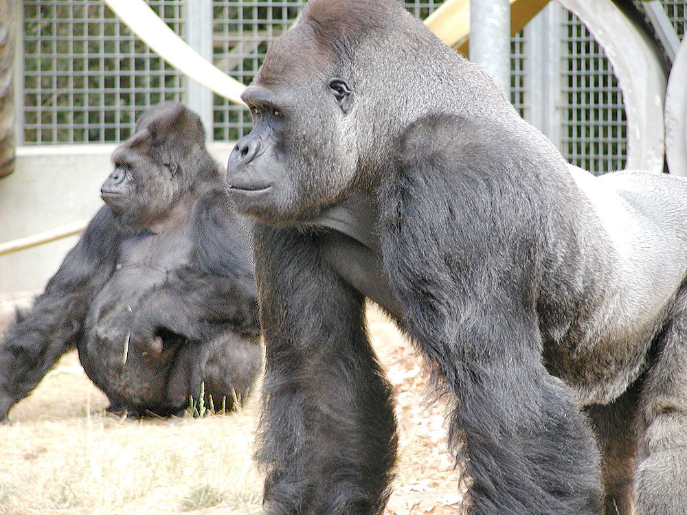 Koko and Ndume