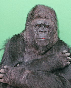 Koko-Love