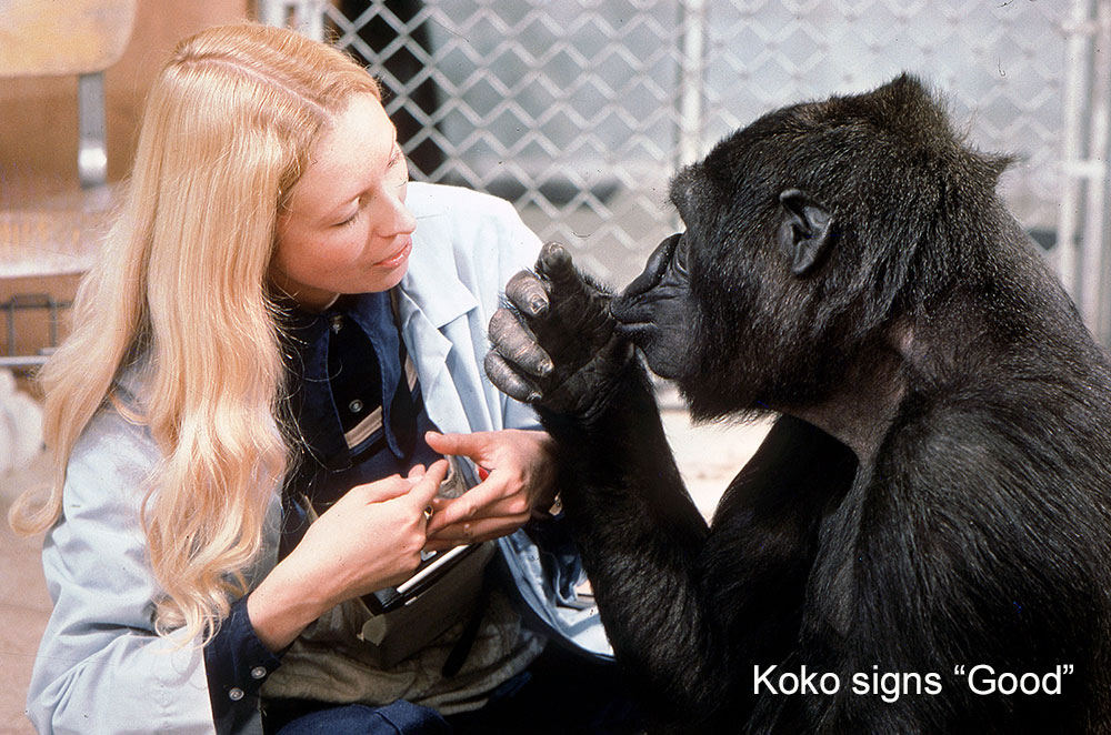 Penny and Koko