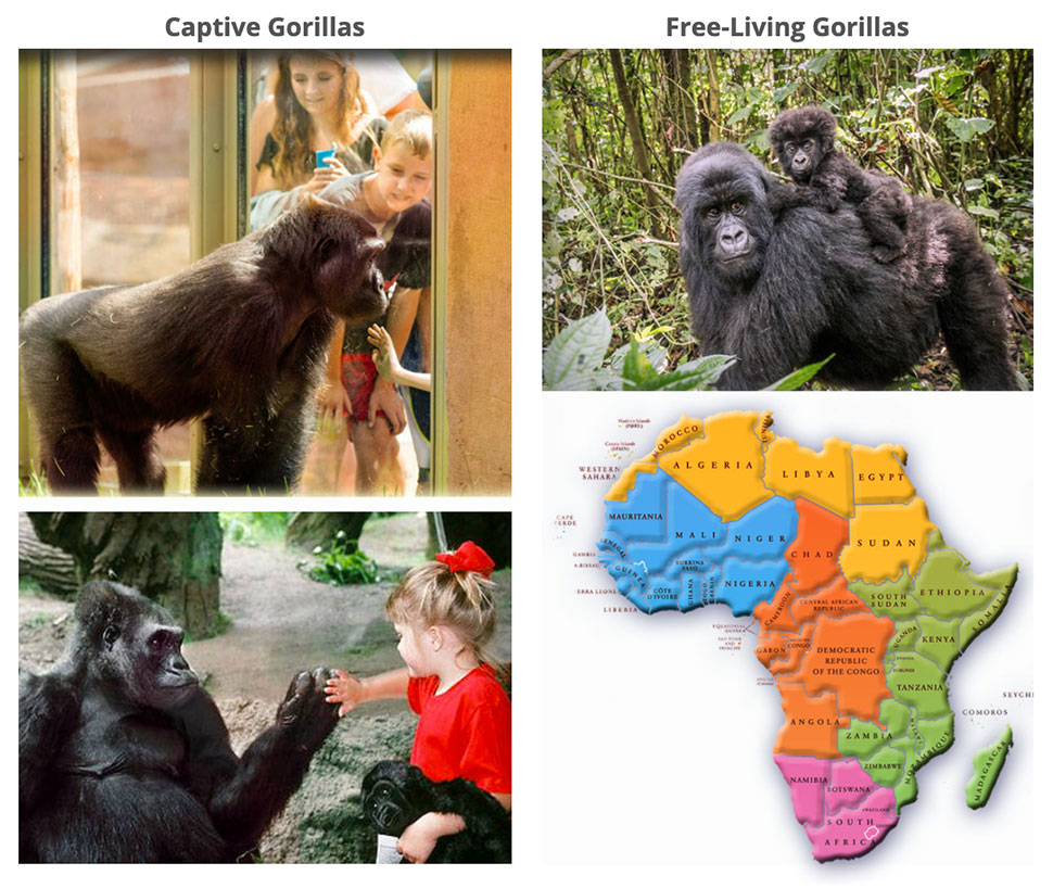 Help Savae Gorillas