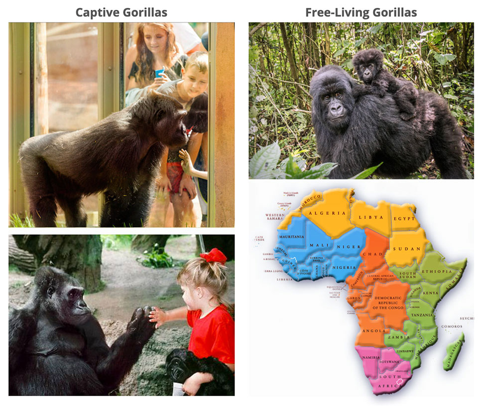 Help Savae Gorillas