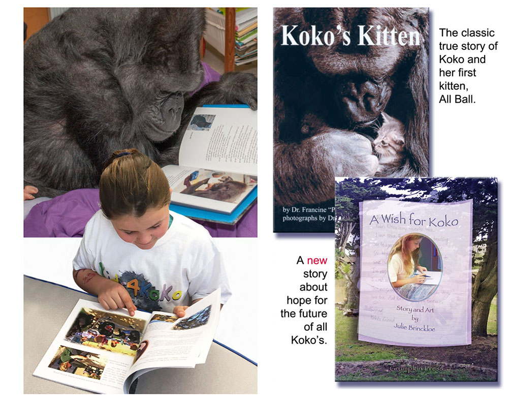 Reading about Koko