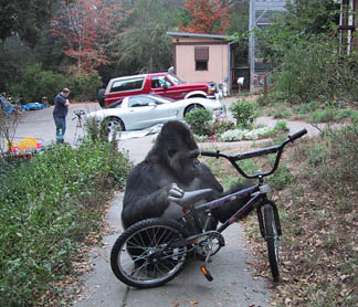 Inhalere grad Imidlertid Koko with a Bicycle – The Gorilla Foundation