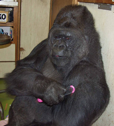Koko Brushes Her Hair – The Gorilla Foundation