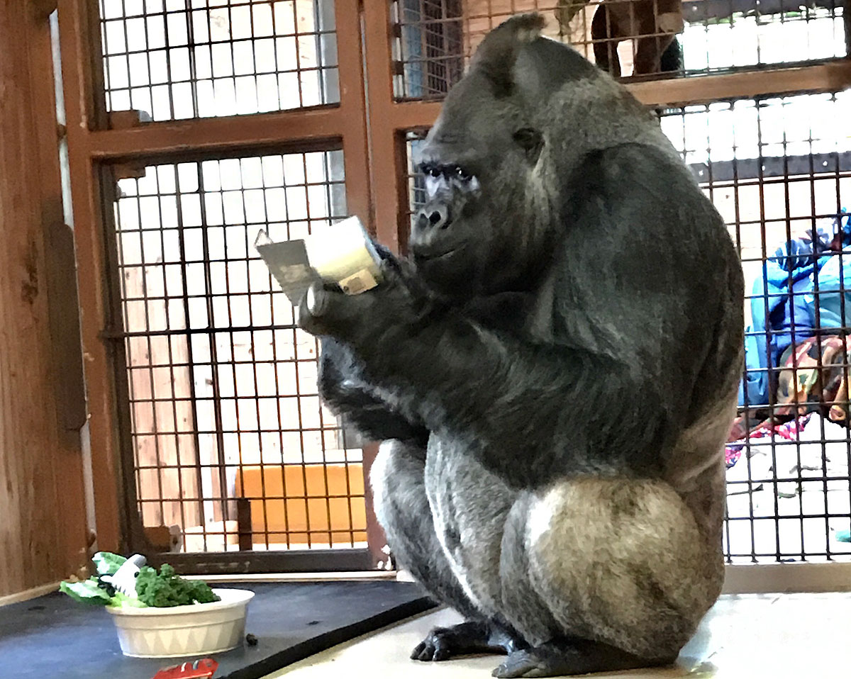 Ndume enjoys opening gifts on New Years Day – The Gorilla Foundation