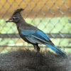 Bluebird that used to visit Koko