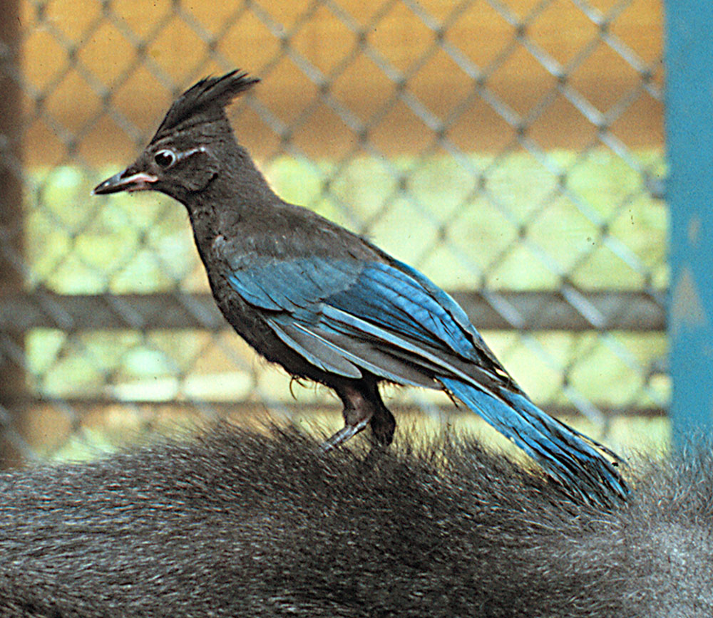 Bluebird that used to visit Koko