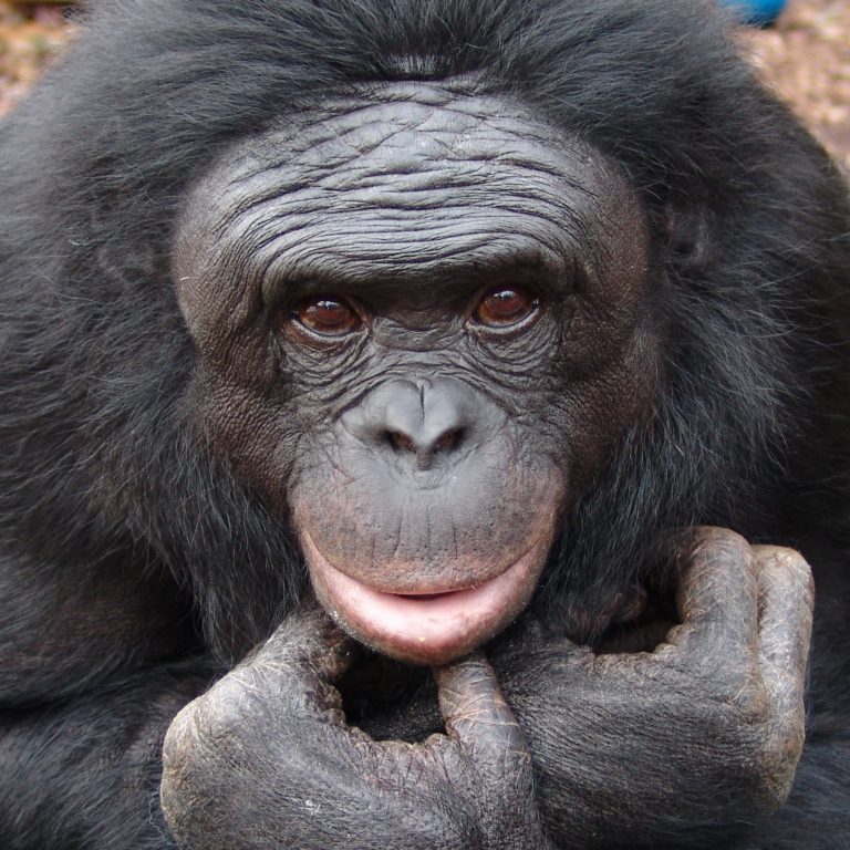 (Interspecies) Communication - The Gorilla Foundation