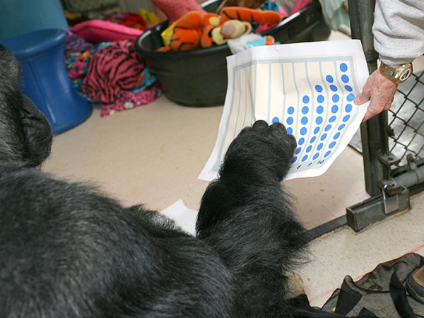(Interspecies) Communication - The Gorilla Foundation