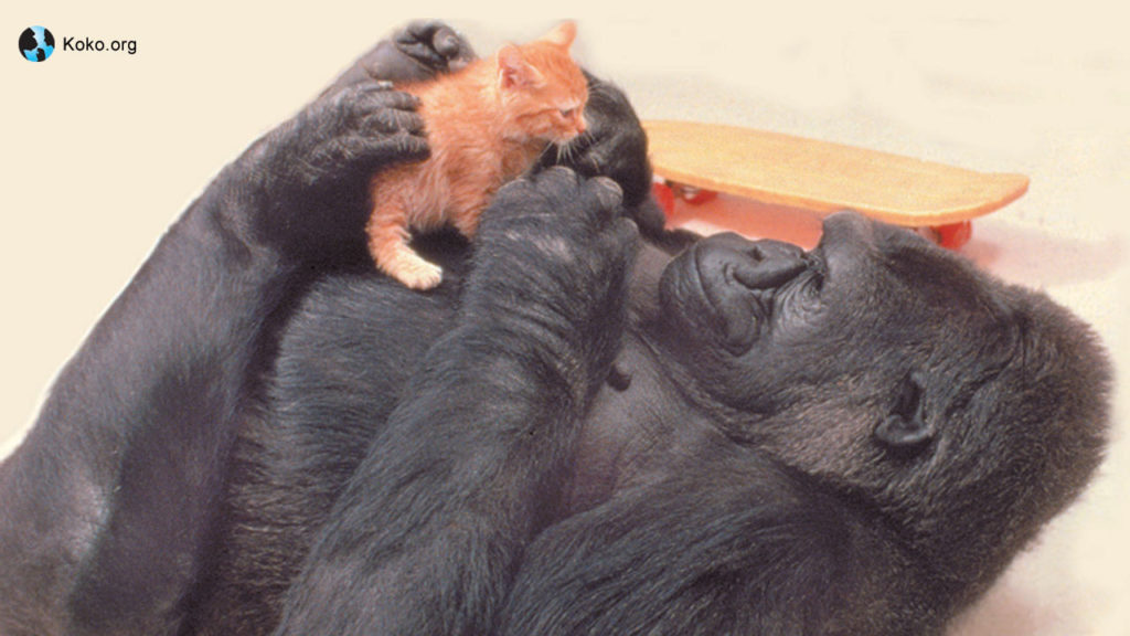 Wallpaper downloads – The Gorilla Foundation