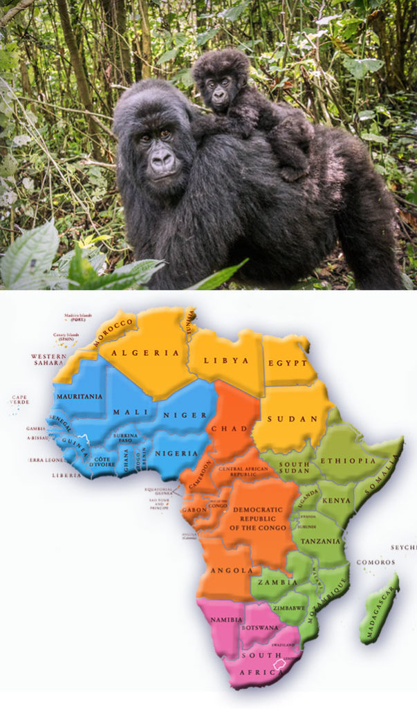 Help Save Gorillas The Gorilla Foundation