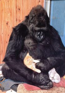 Read about Koko / Koko’s Kitten / Page 15 – The Gorilla Foundation