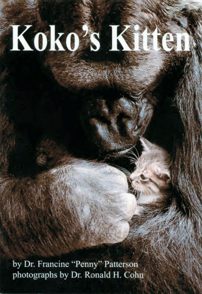 Read about Koko / Koko's Kitten / Page 1 The Gorilla Foundation