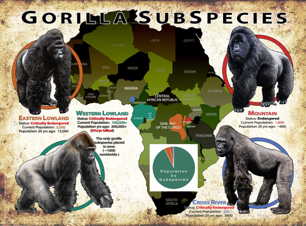 Help Save Gorillas The Gorilla Foundation