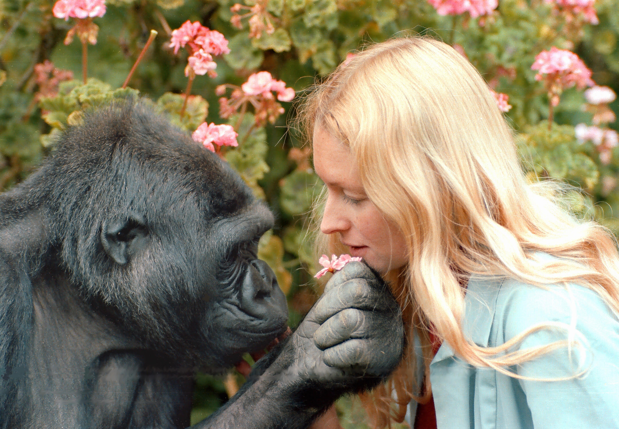 Koko gives Penny a flower